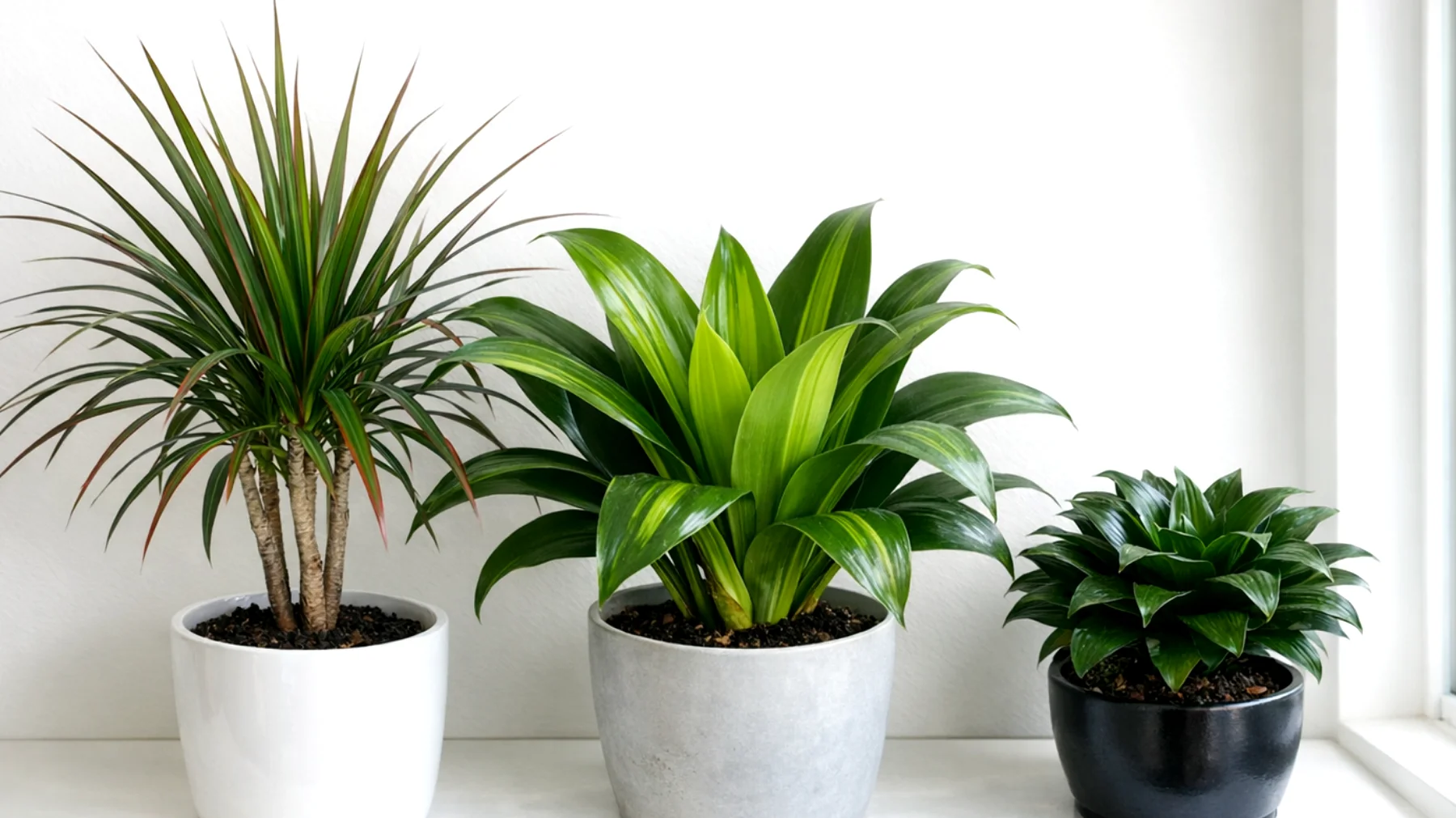 Dracena"