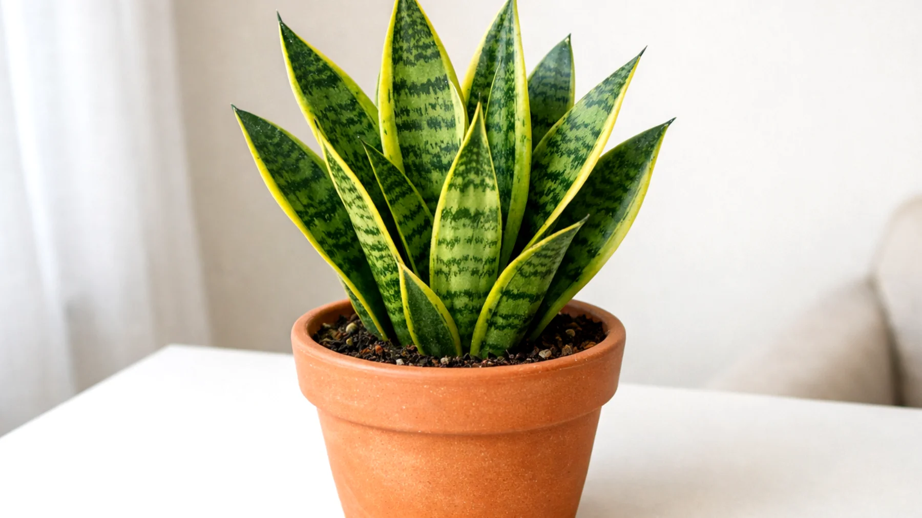 Sansevieria"