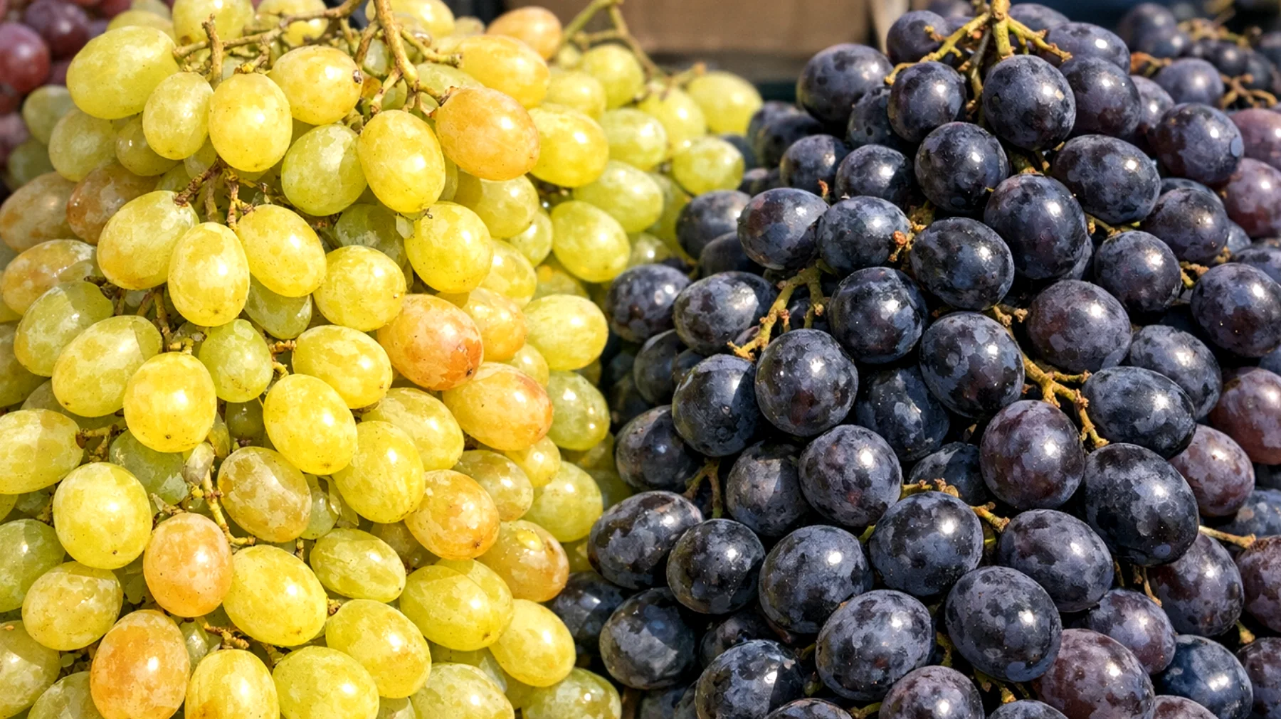 Come scegliere l'uva giusta: quali caratteristiche valutare per portare a casa la qualità migliore e evitare acquisti deludenti"